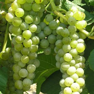 Bild från DinVinguide