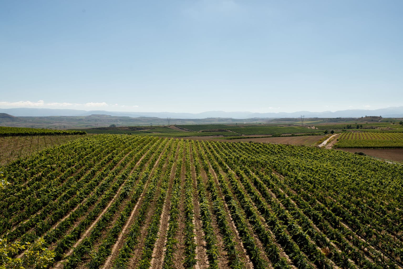 Vad är biodynamiskt vin?