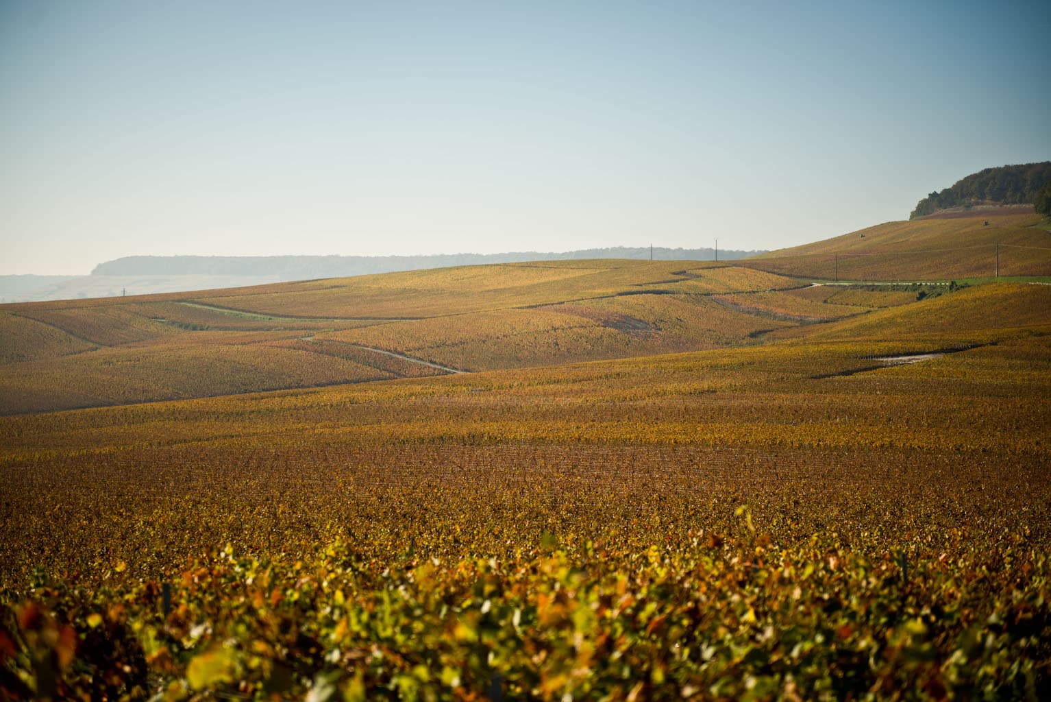 Fredriks bubblor – höstbubbel