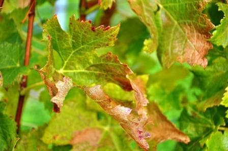 Welschriesling – en druva i skamvrån?