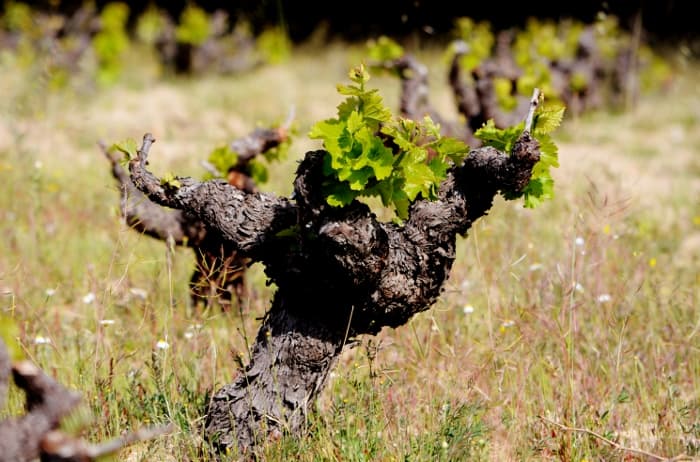 Bild från DinVinguide