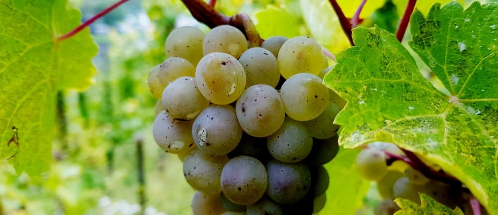 Nya världen, vinter och riesling