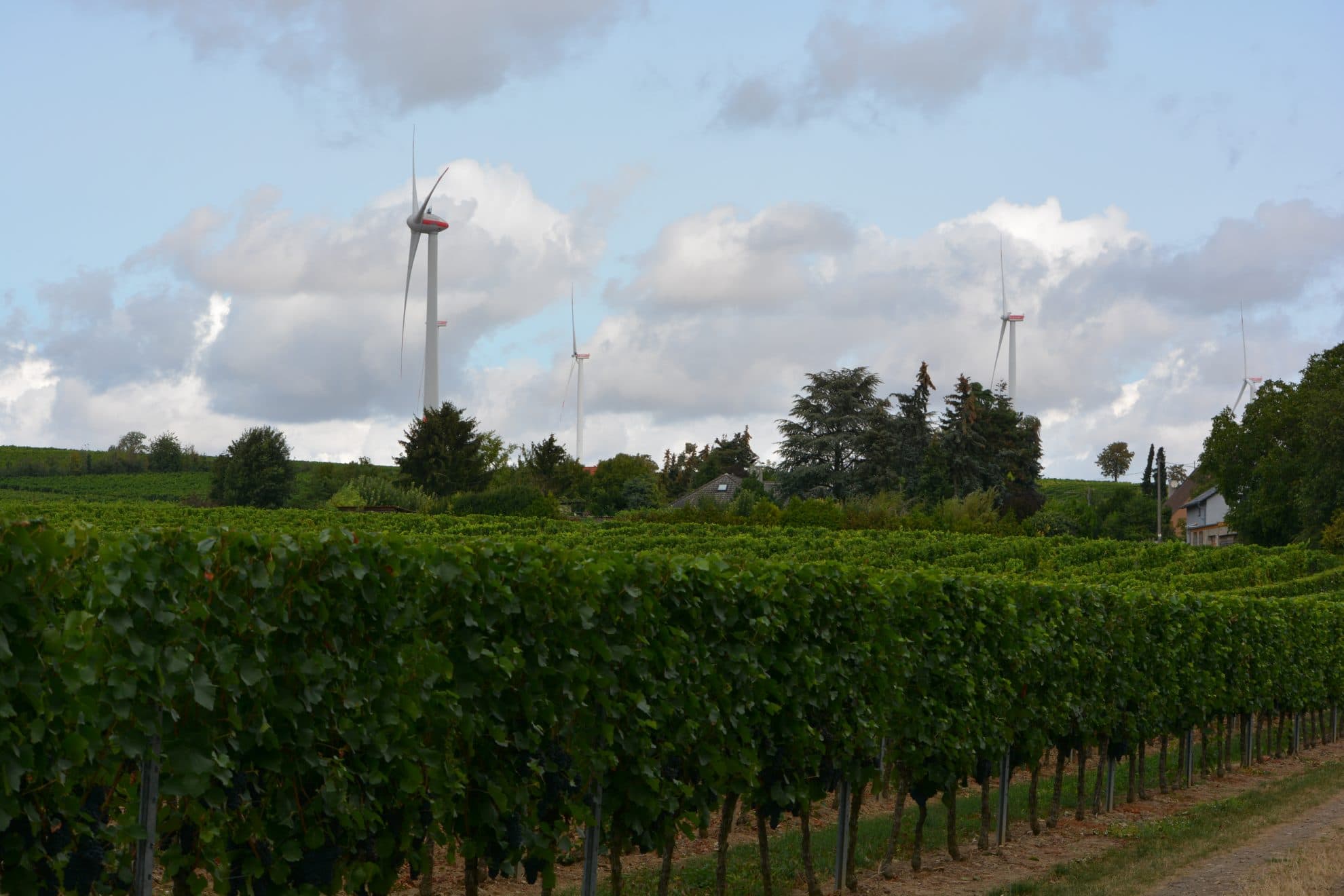 Bild från DinVinguide