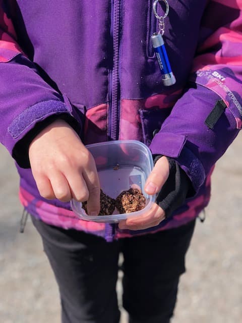 Dadelbollar med kornflingor och chiafrön