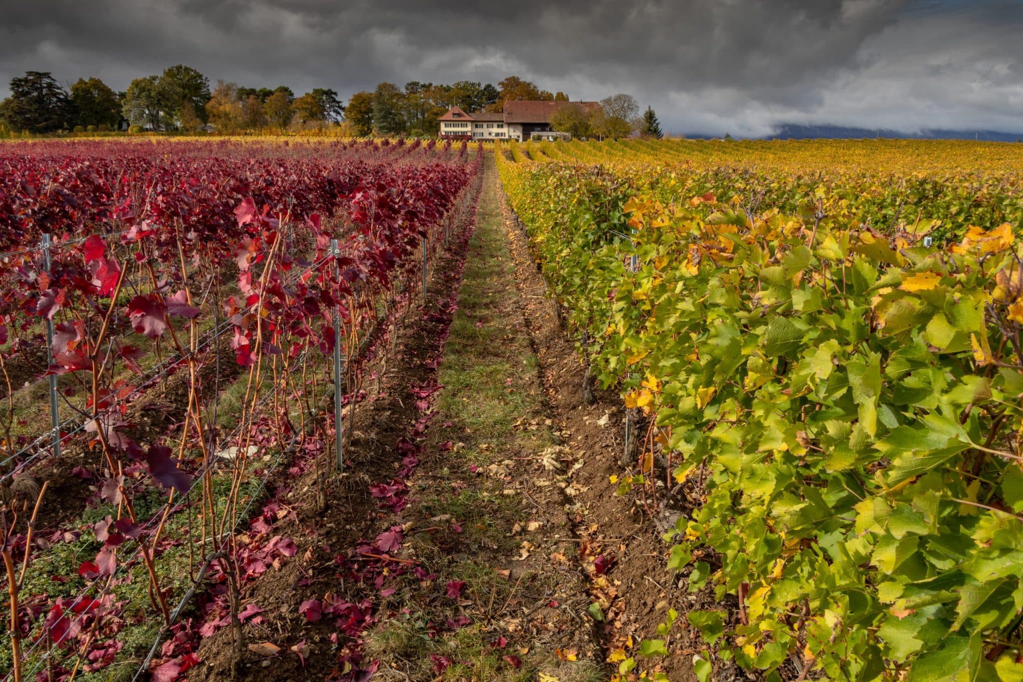 Rouge och Blanc – en fin intro till Bourgogne