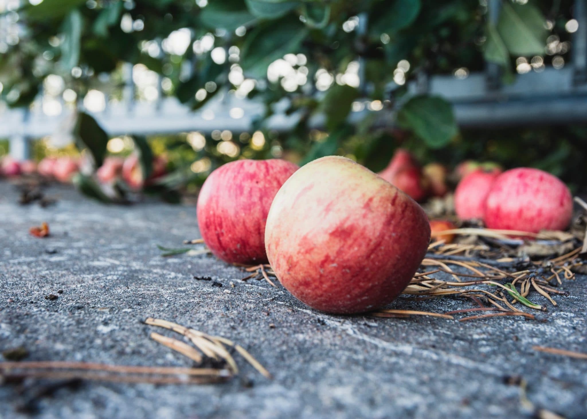 Anders Fredagstips – Svenskt som bubblar