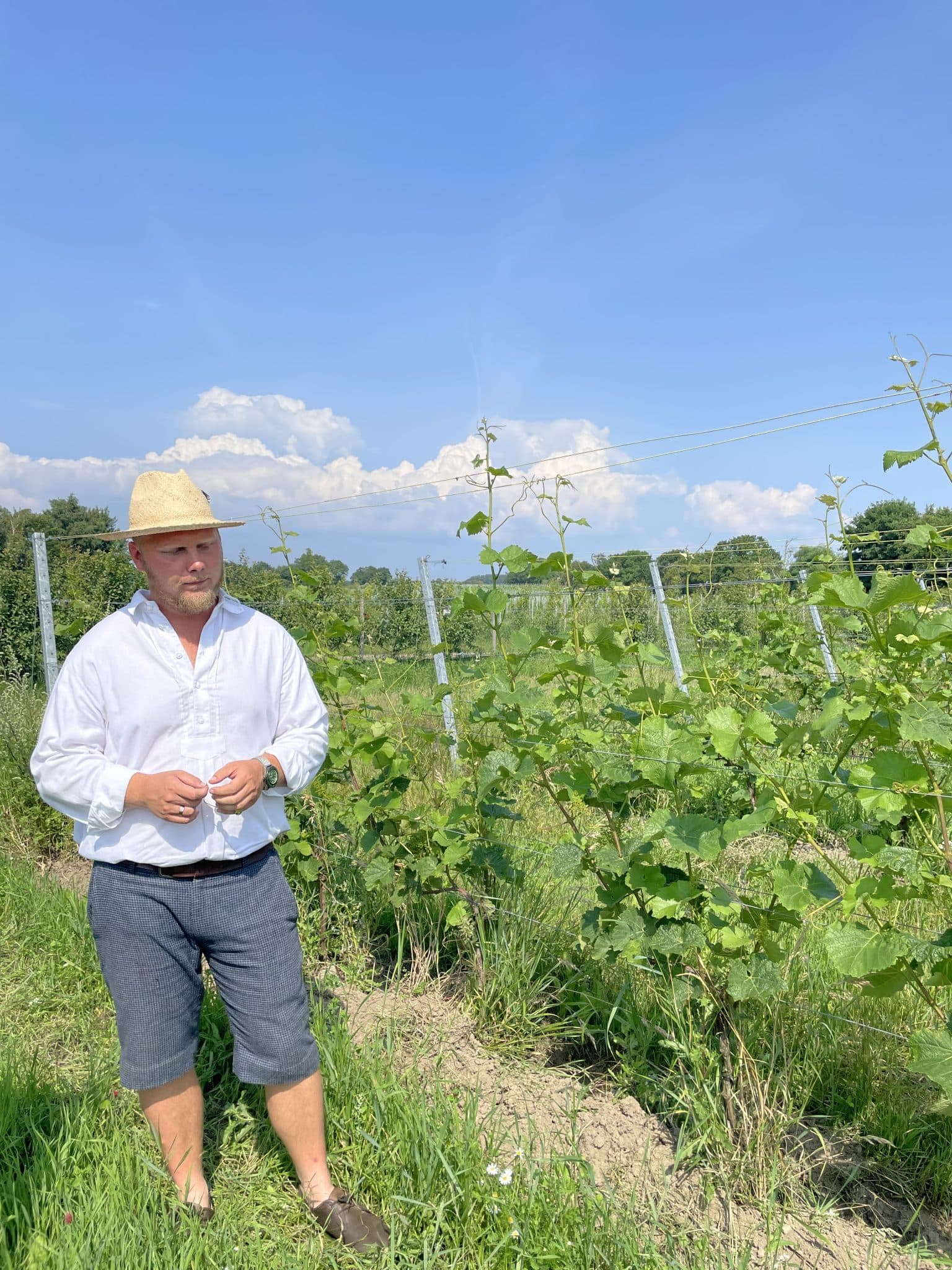 Svensk vinodling ökar