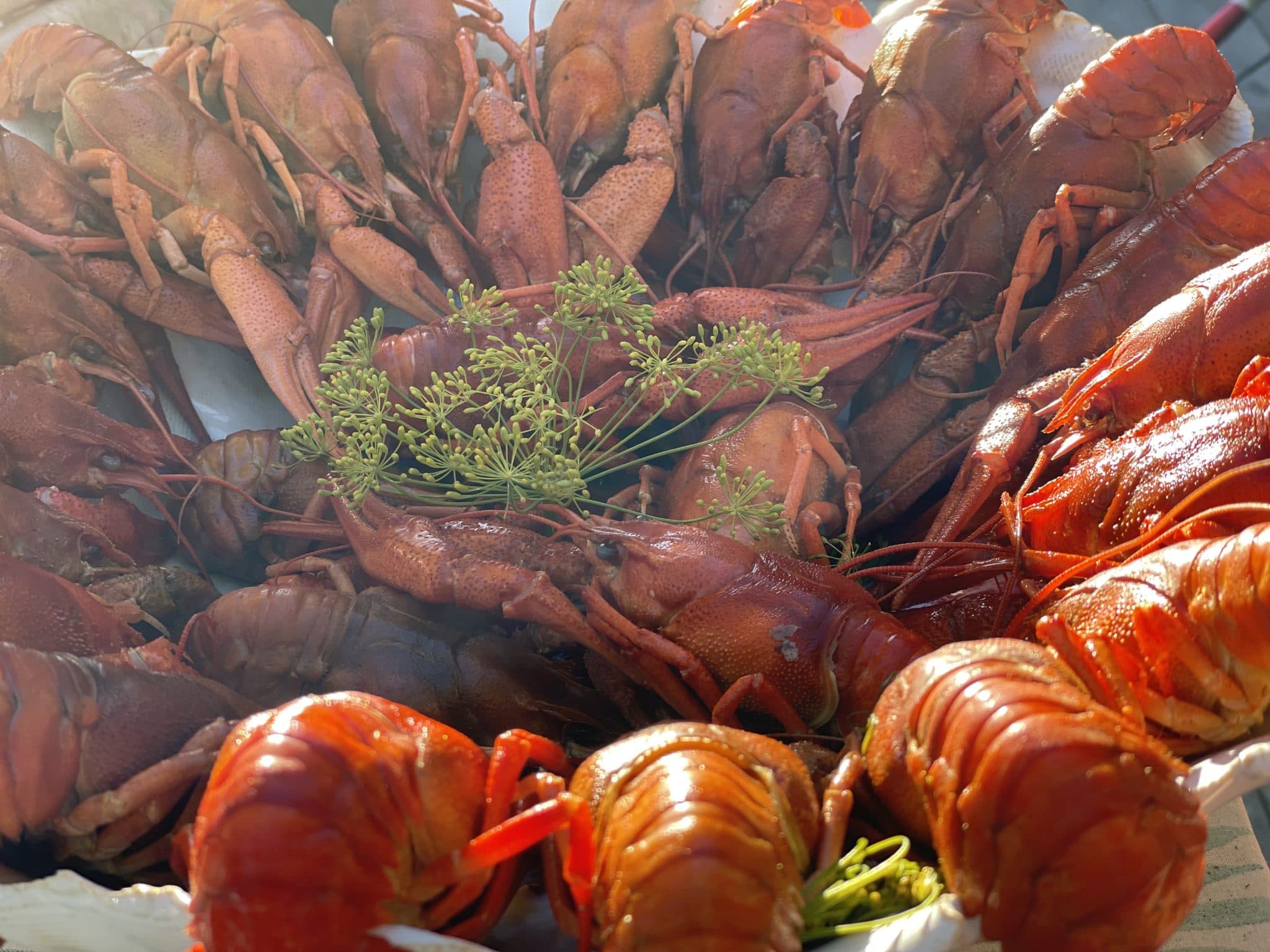 Kräftor och vin – bäst i test