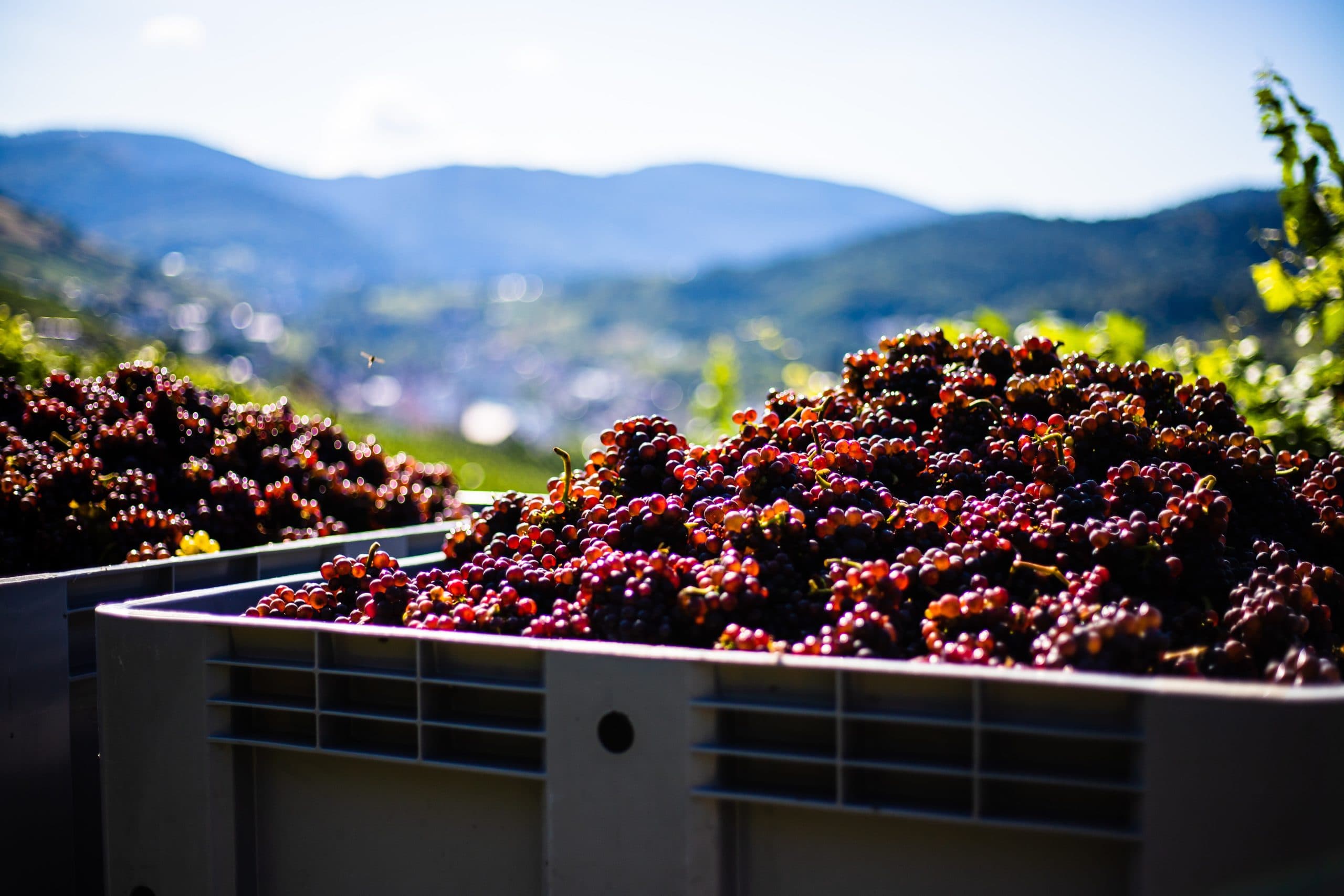 I vinglaset – pinot gris