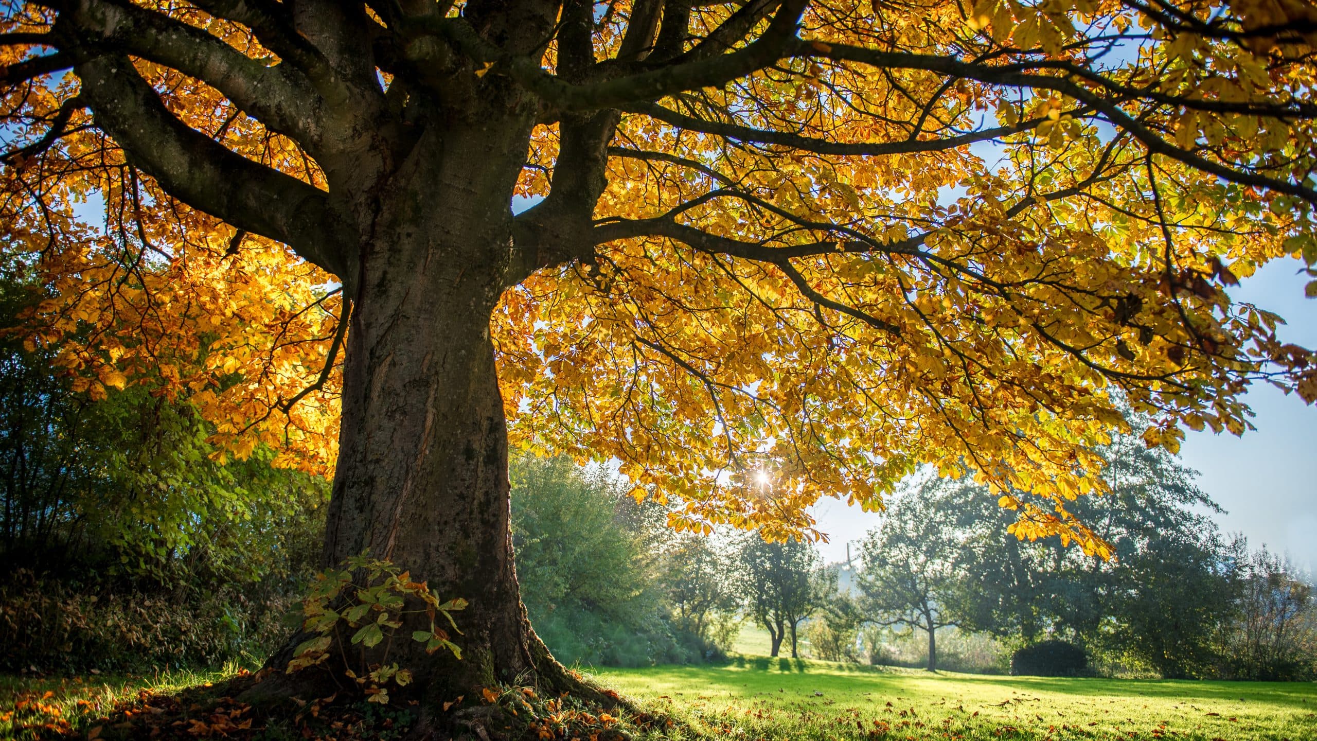Sofias tips – tillfälligt sortiment 9 september 2022