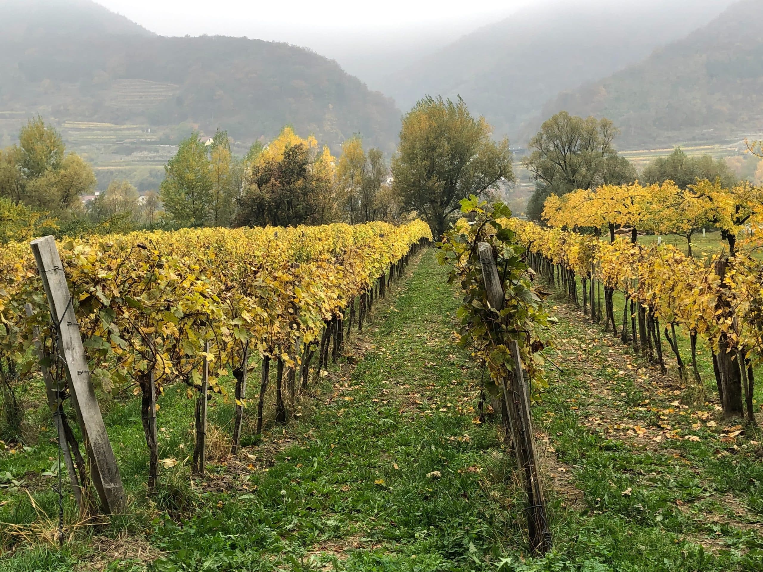 2021 toppårgång i Österrike