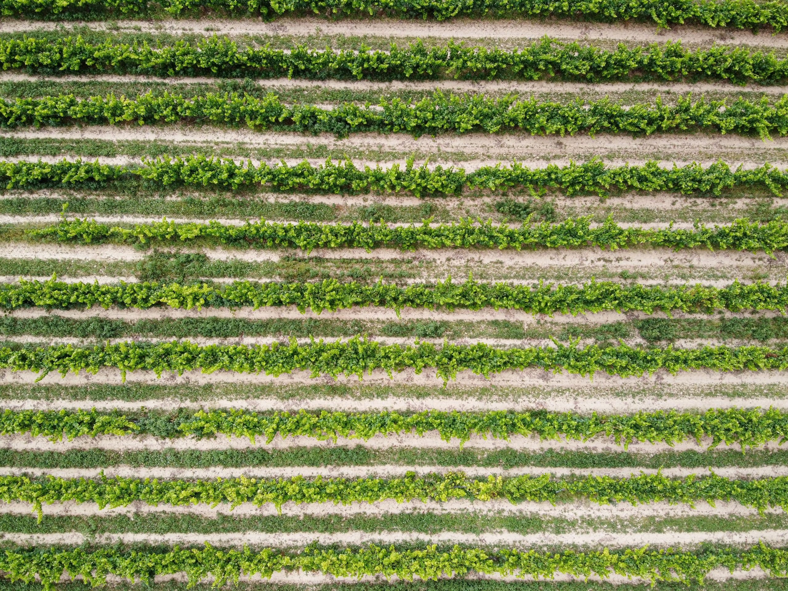 Sofias tips – Tillfälligt sortiment 21 juli 2023