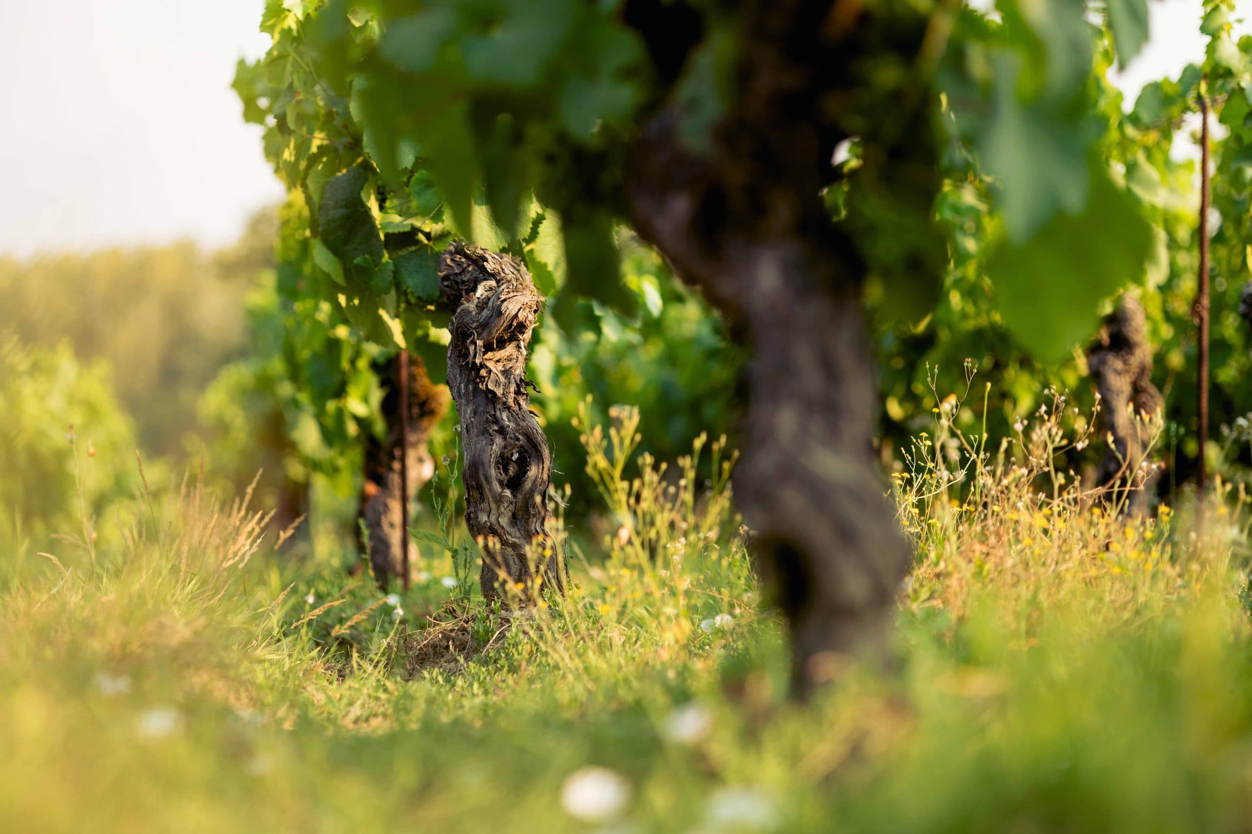 Månadens Vinhus: Les Frères Couillad
