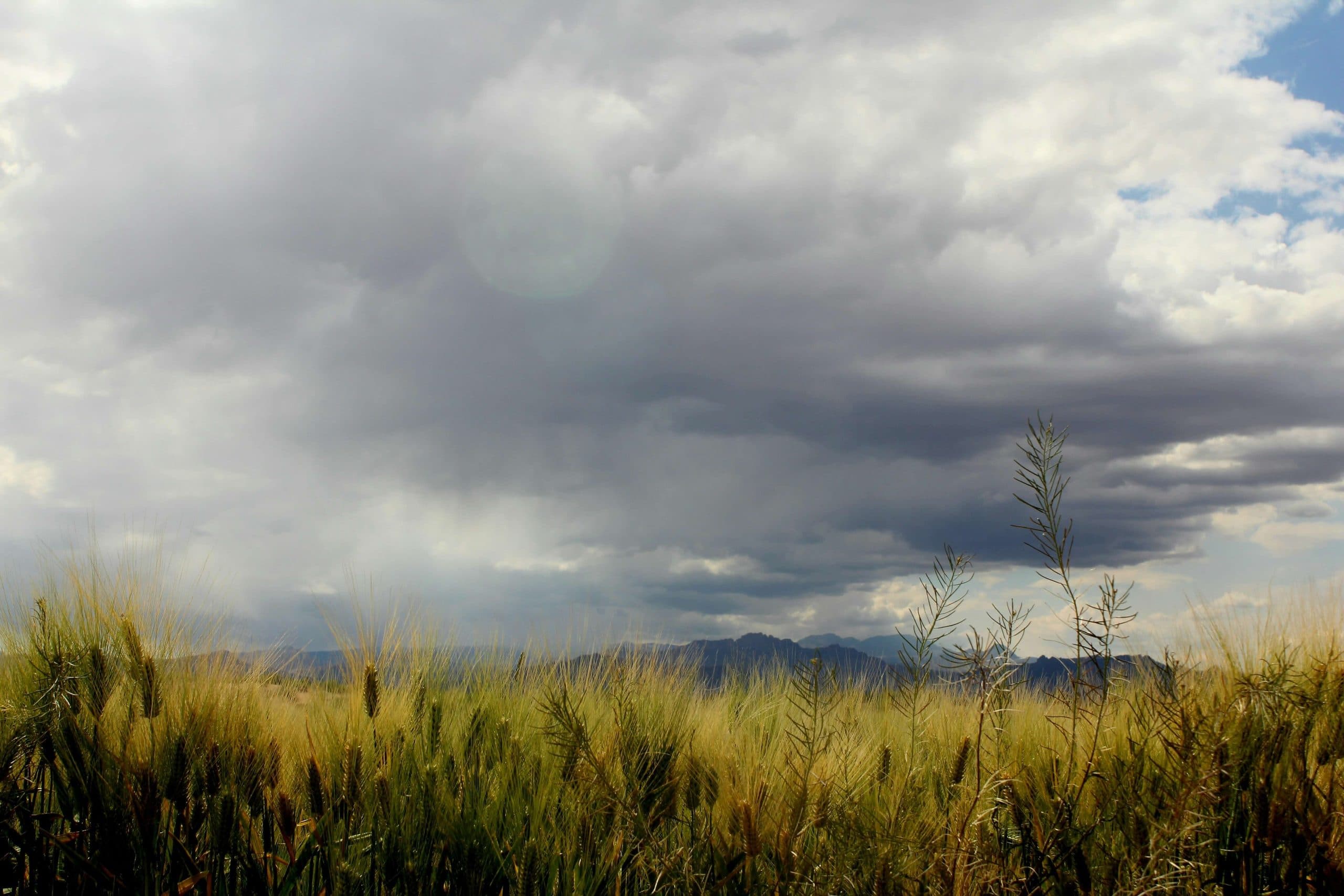 Sofias tips – tillfälligt sortiment 26 april 2024