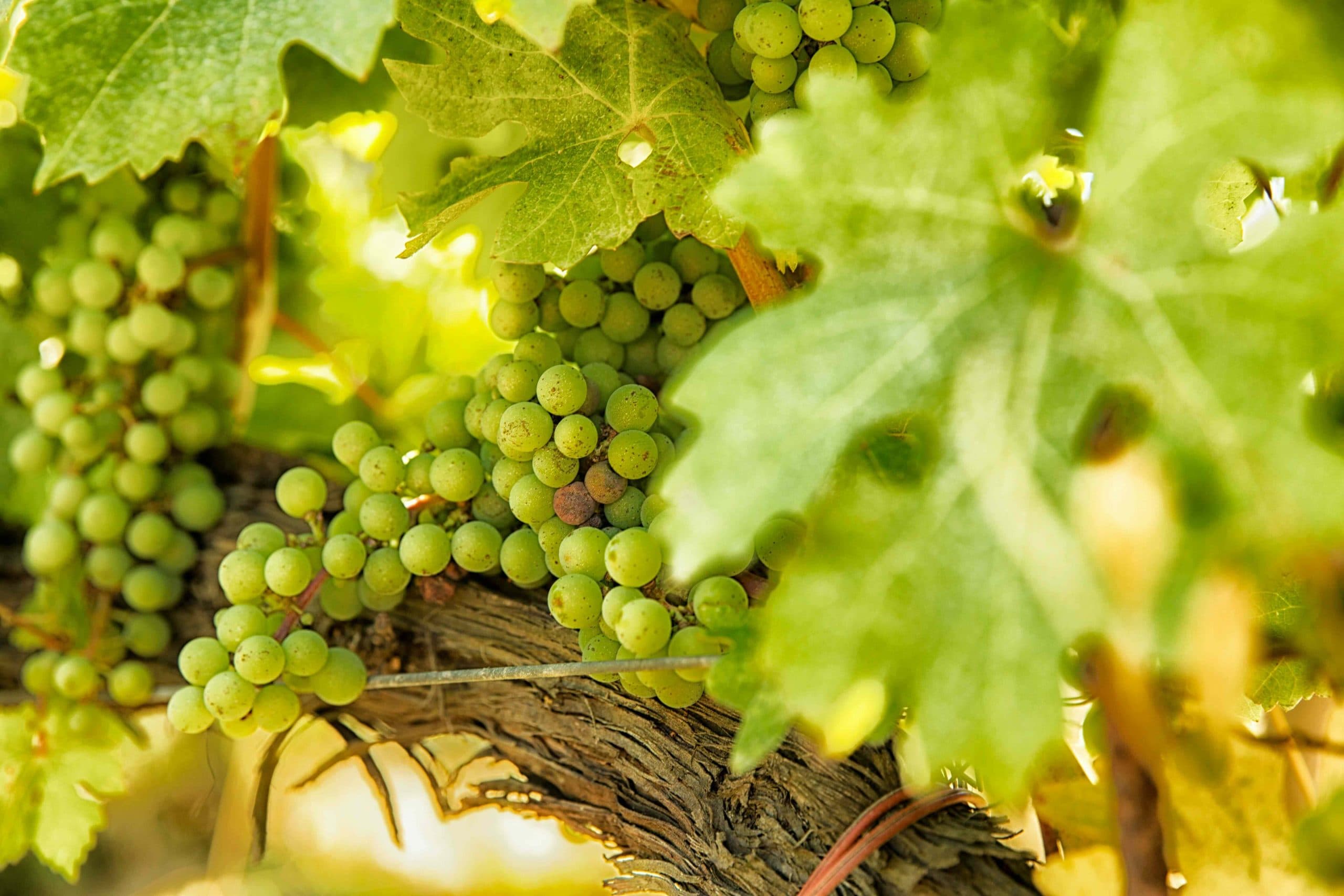 Sofias tips – tillfälligt sortiment 10 maj 2024