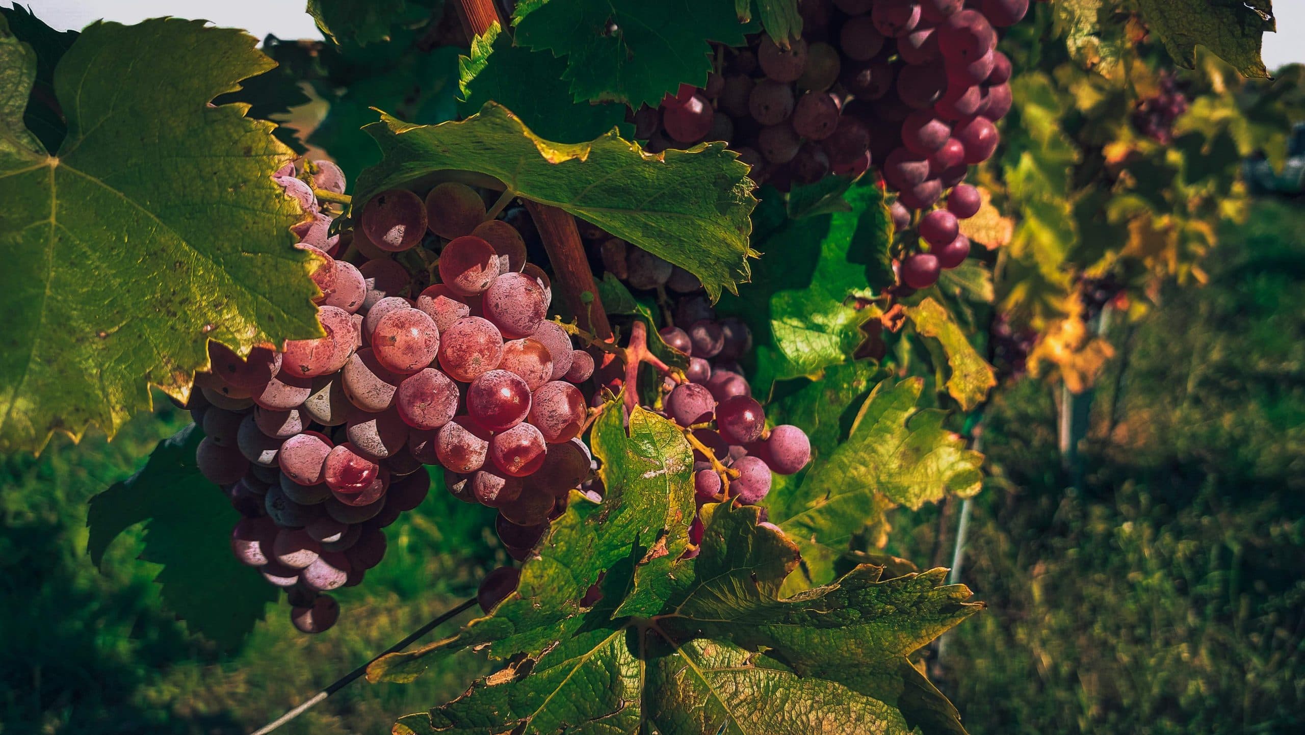 Sofias tips – tillfälligt sortiment 21 augusti 2026