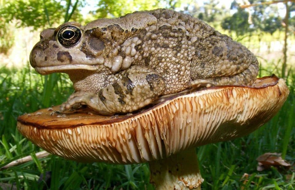 Ett paddhål med brittisk dryck