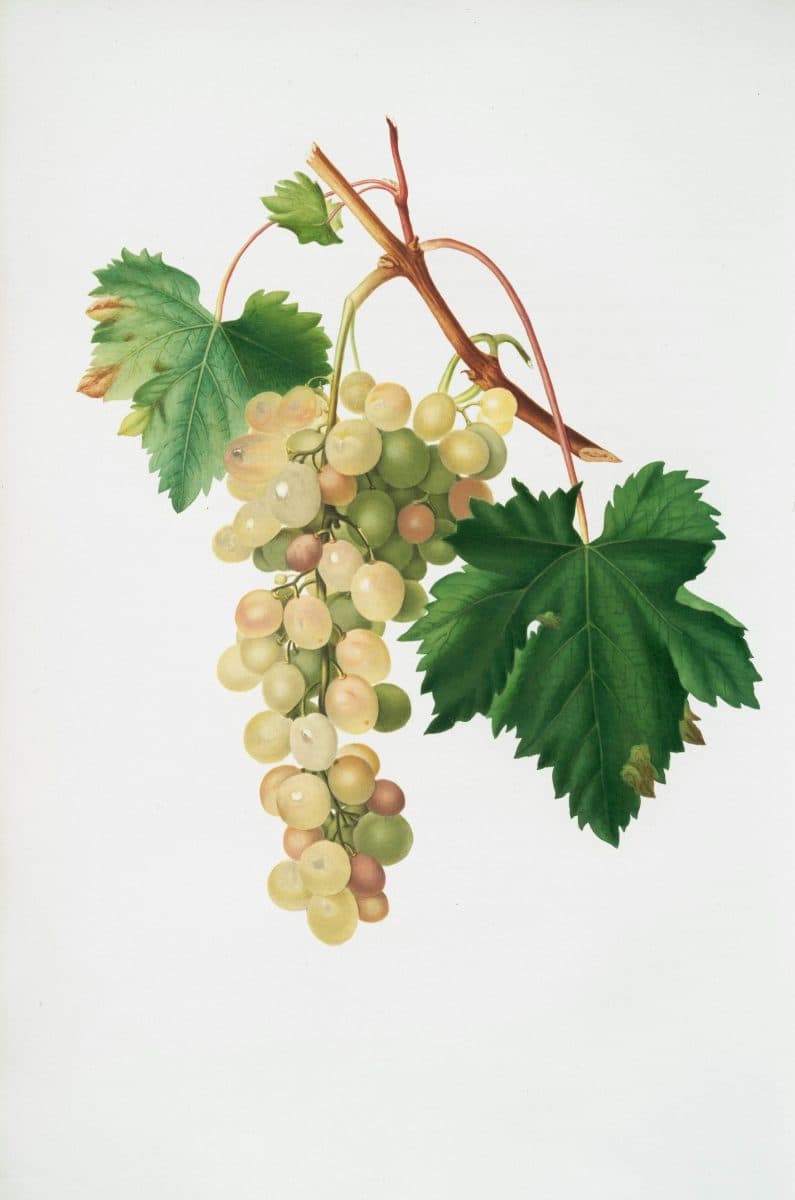 Sofias tips – tillfälligt sortiment 10 april 2026