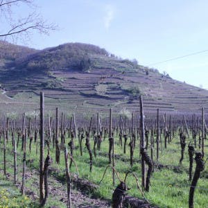 ALSACE Domaine Weinbach vinodling i Alsace