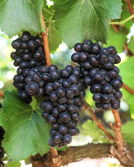 Pinot noir - DinVinguide