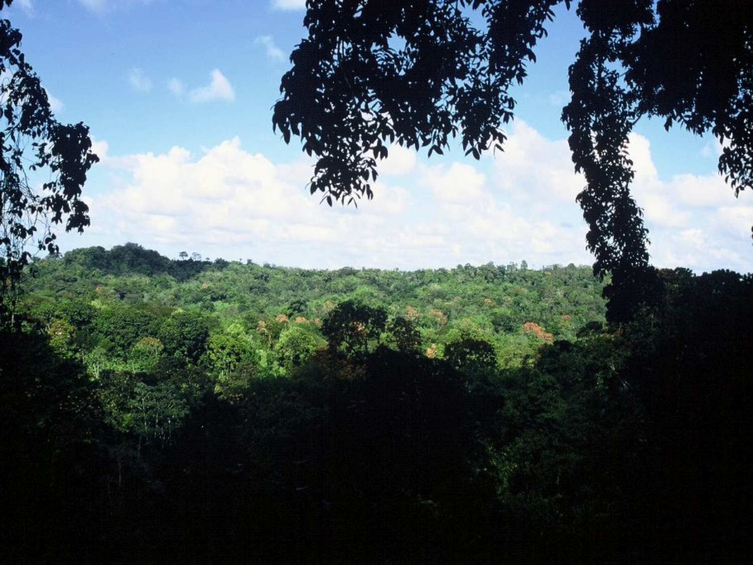 bild på Kakaoplantaget choklad-skolan