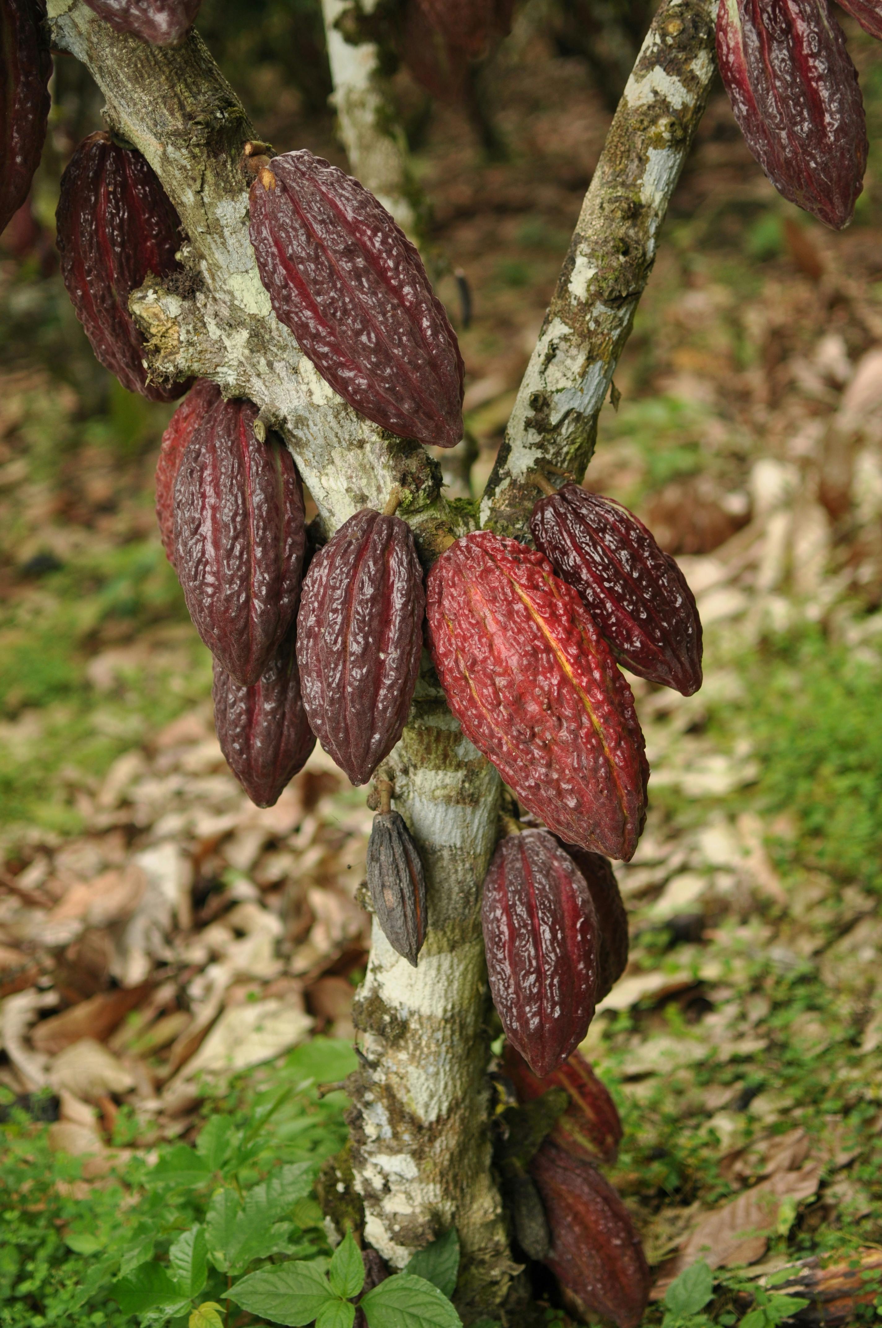 bild på Kakaoträdet – Chokladskolan