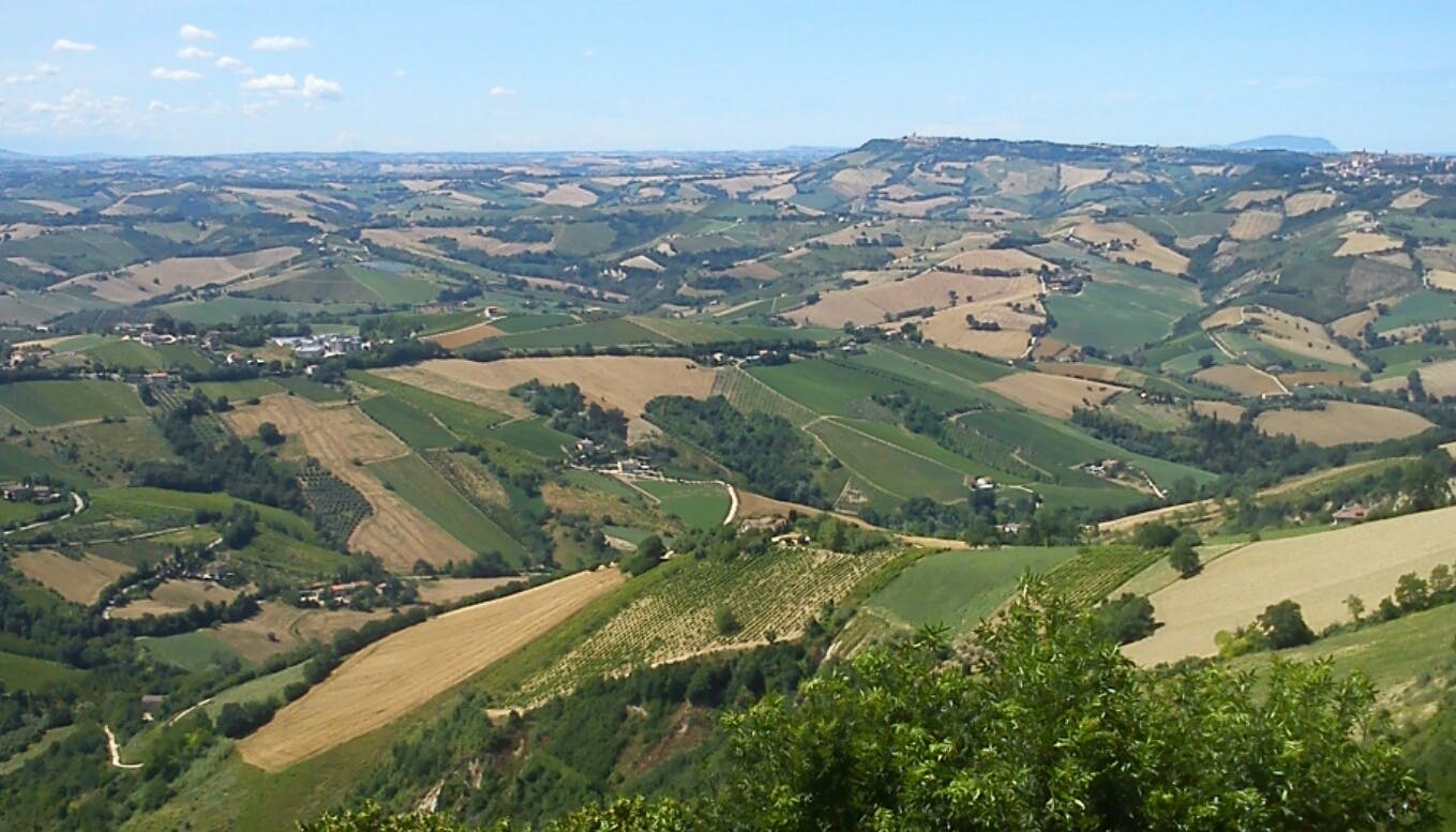 Pecorino – det nya trendiga vinet i Marche i Italien
