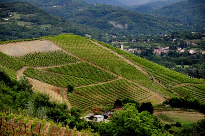 Piemonte vingårdar