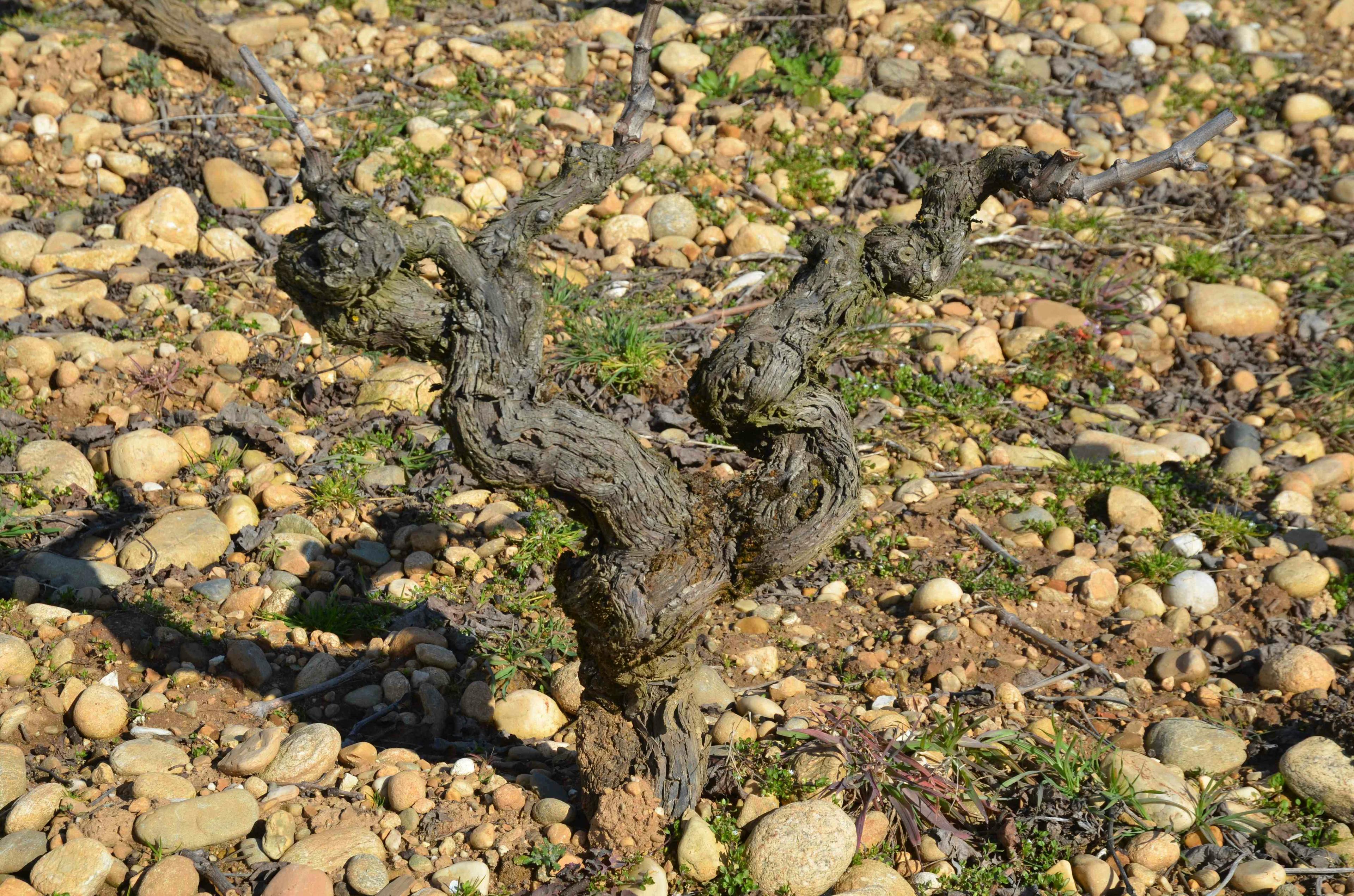 Ett gäng sköna viner från södra Rhône - DinVinguide