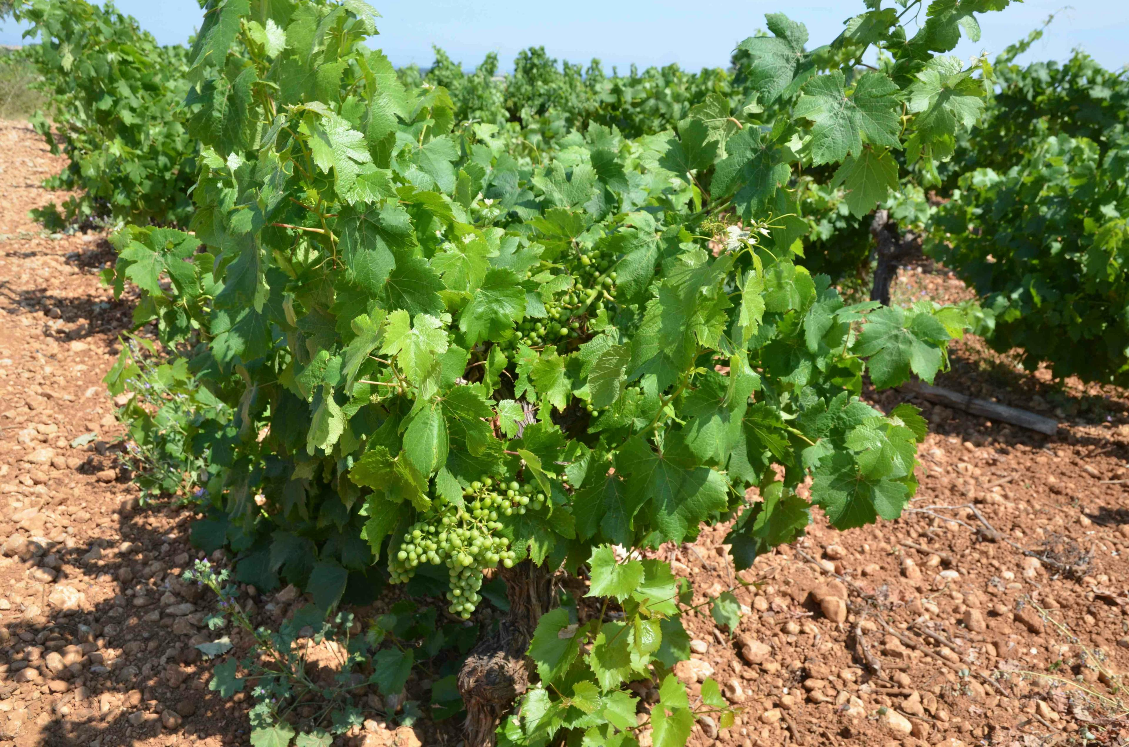 Viner från Rhônedalen –  Södra Rhône. Del 2.