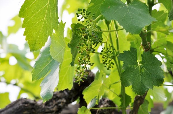 De vita vinerna överraskar med kvalitet i Campania