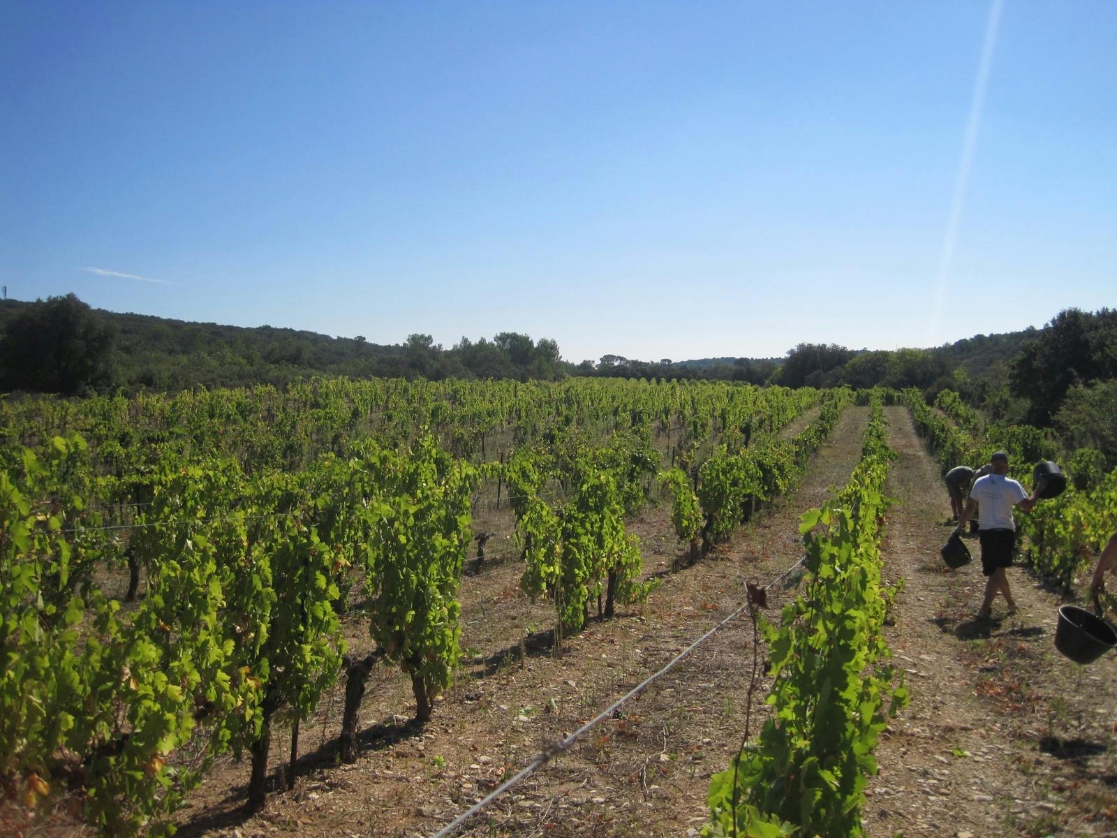 vingårdar Languedoc