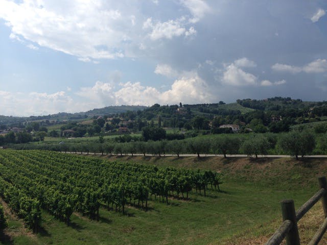 Utsikt vingård