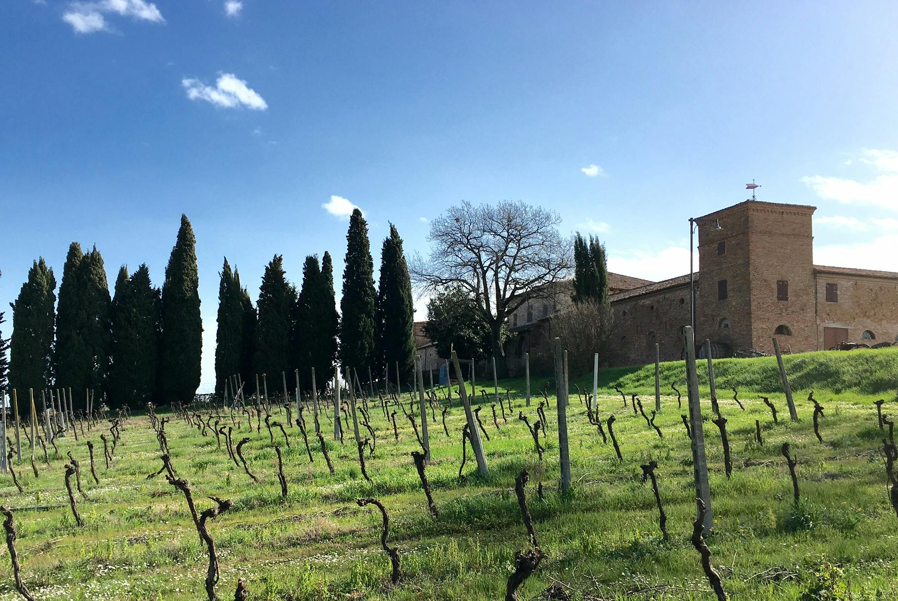Sangiovese Romagna - det glömda vinet.