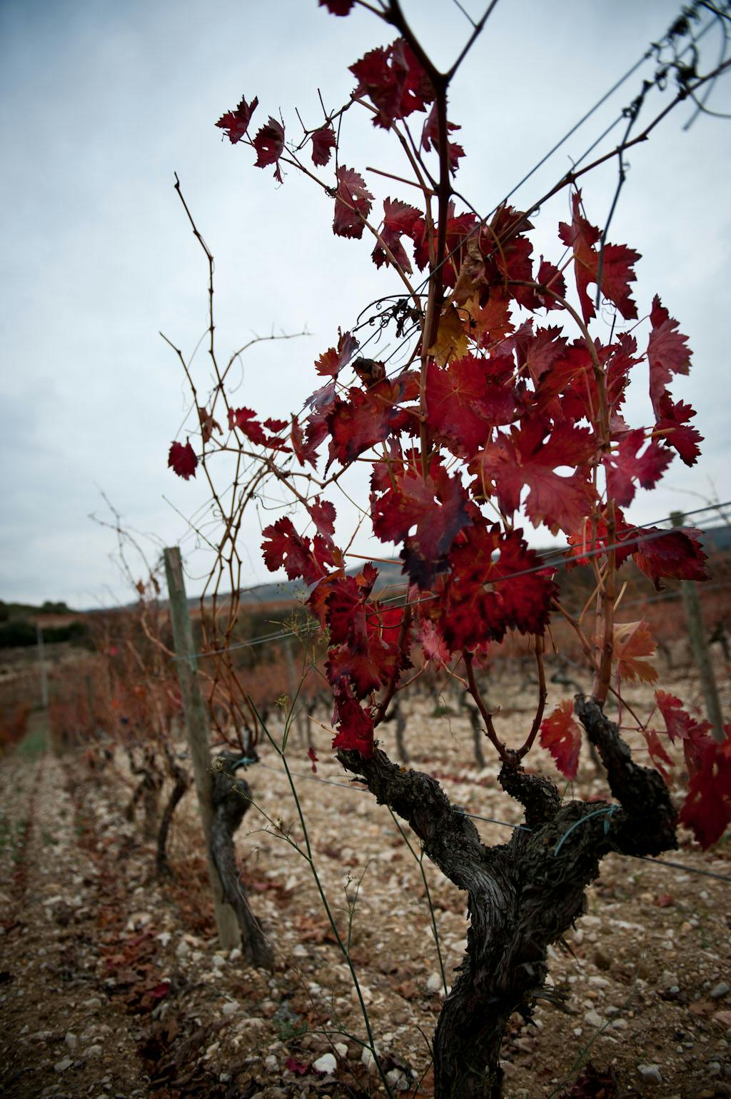 Vinstock höst Rioja