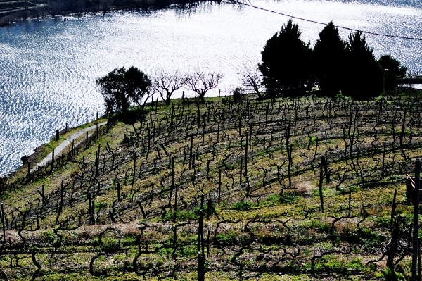 vingård Douro