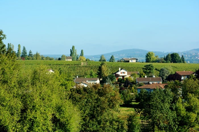 Bourgogne-skolan Côte Chalonnaise och Mâconnais