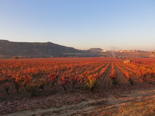 Rioja - klassikern i förändring