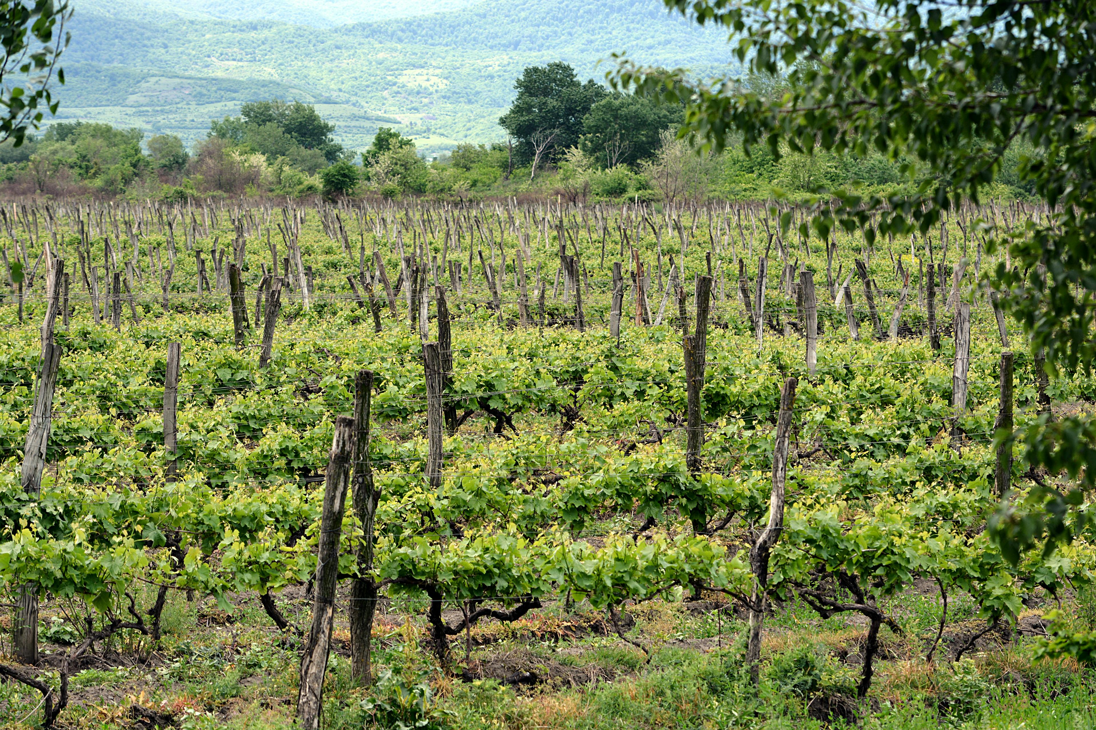 Georgien vineyard