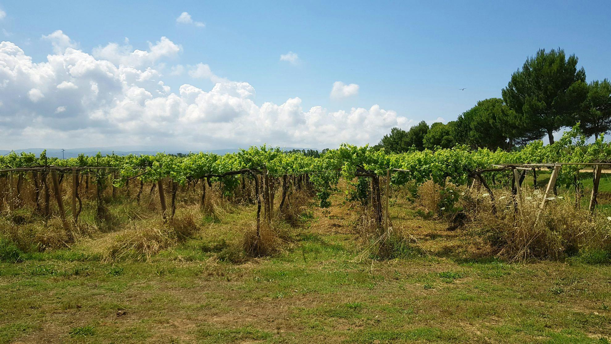 Bland kooperativ, korkar och vingårdar på Sardinien