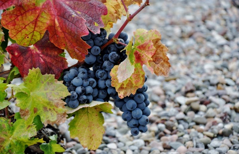 Vinlandet Spanien vinregionen Rioja