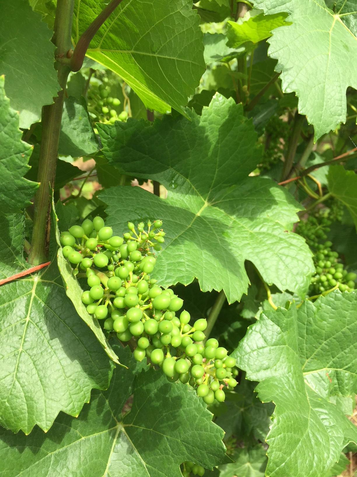 Vita viner från Spanien - DinVinguide