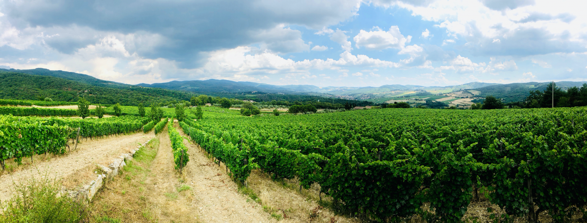 Rapport från Italien om karantän och vin
