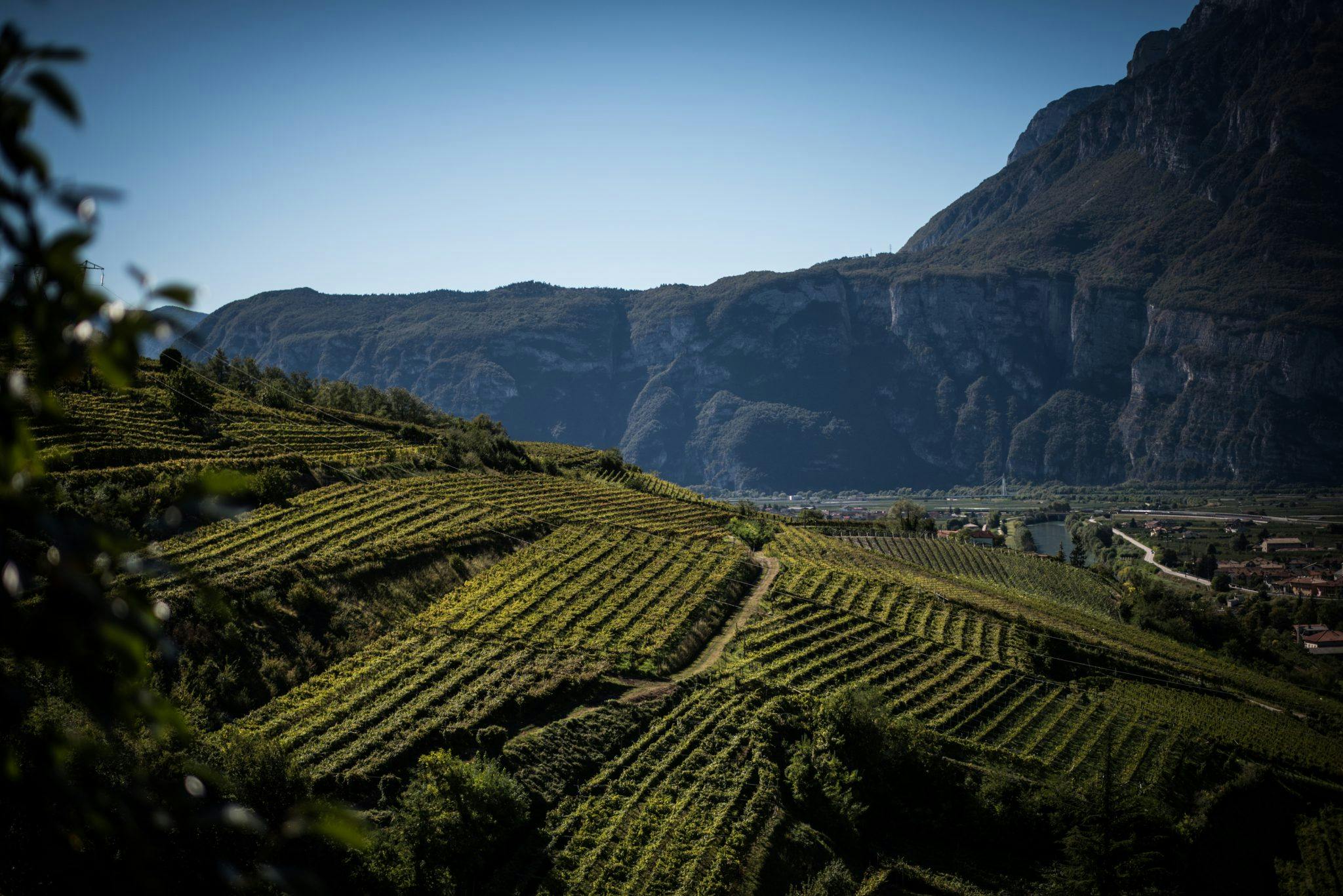 Vinlandet Italien. Vinregionen Trentino-Alto Adige