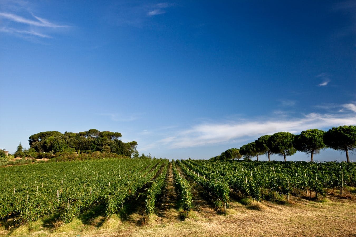 Känner du till vin från Umbrien?