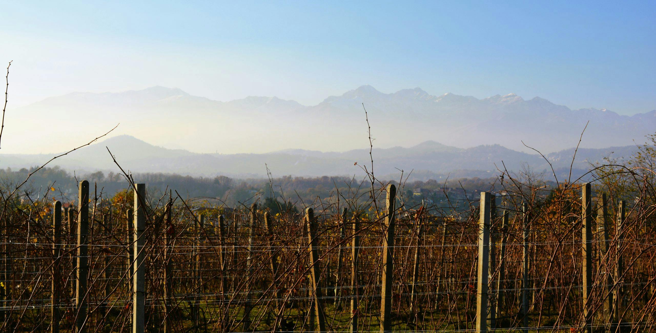 Piedmont vineyard