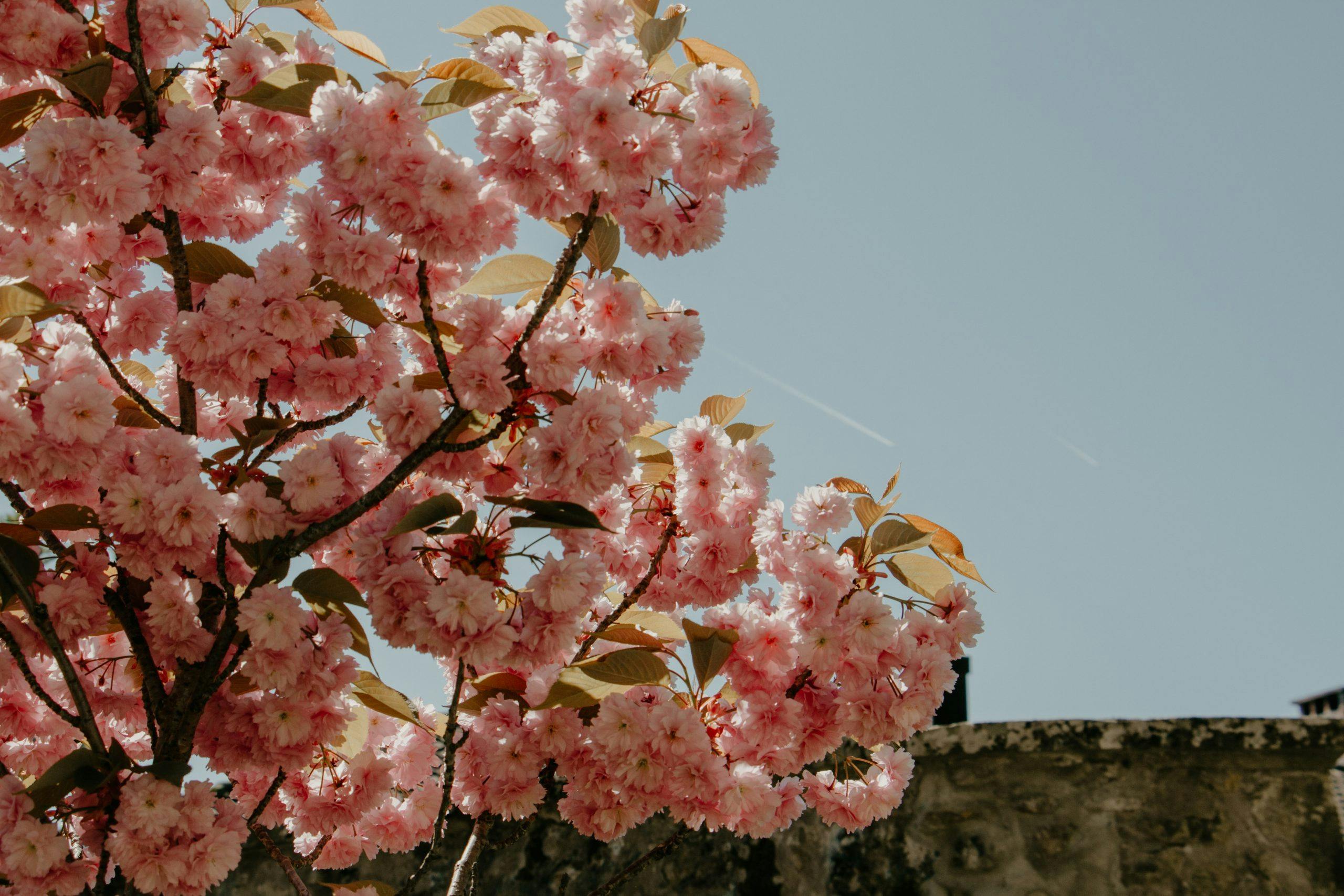 Vårens och sommarens roséviner från Italien