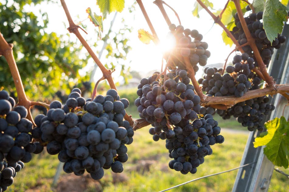 Clusters of ripe dark grapes hanging on the vine in a vineyard, bathed in sunlight.